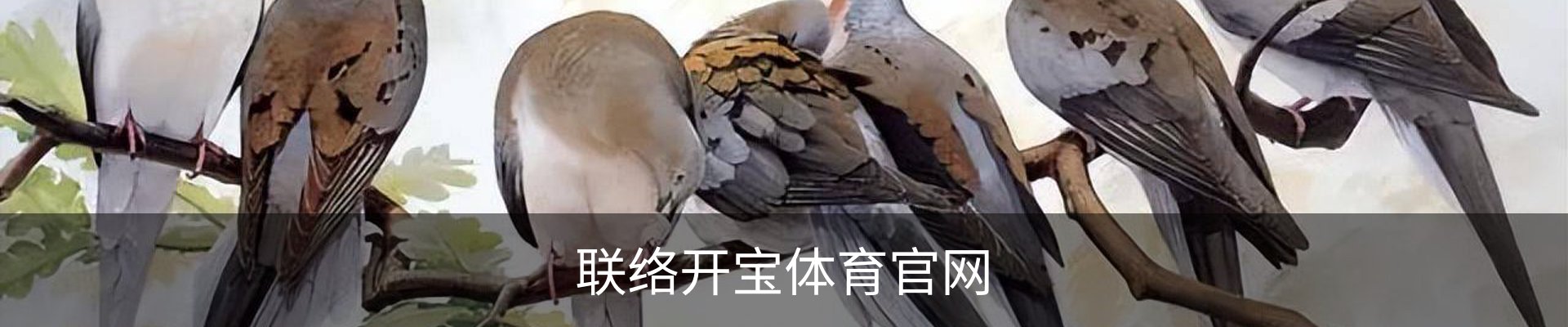 联络开宝体育官网